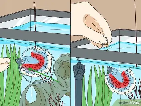 Image titled Teach Your Betta Fish to Swim Through a Hoop Step 10