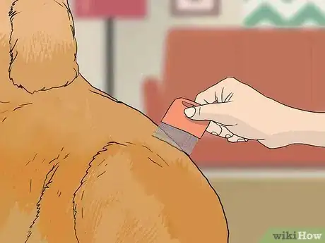 Image titled Treat Flea Bites on Dogs Step 10