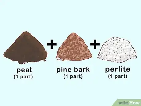 Image titled Grow a Rubber Tree Step 2