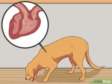 Image titled Diagnose Coughing in Dogs Step 4