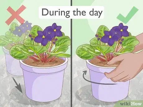 Image titled What Kind of Sunlight Is Best for African Violets Step 4