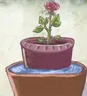 Plant a Bare Rooted Rose Bush in a Pot