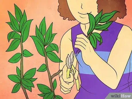 Image titled Grow Goji Berry Plants Step 6