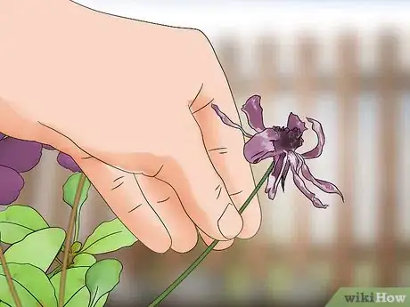 Image titled Grow African Daisy (Arctotis) Step 15