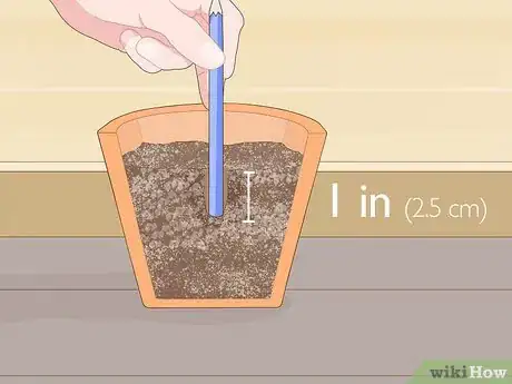 Image titled Grow Lavender from Cuttings Step 9