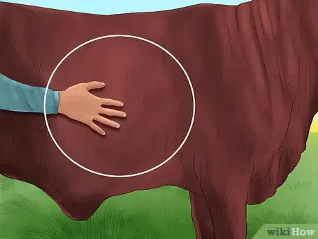 Image titled Judge Heifers Step 8