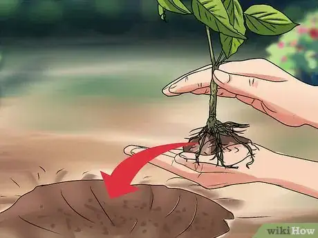 Image titled Plant Step 25