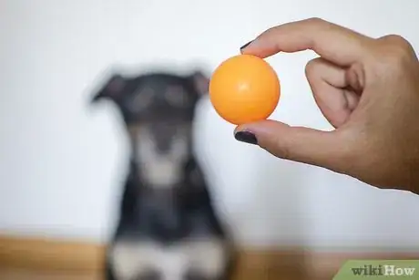 Image titled Help Teething Pups Step 4