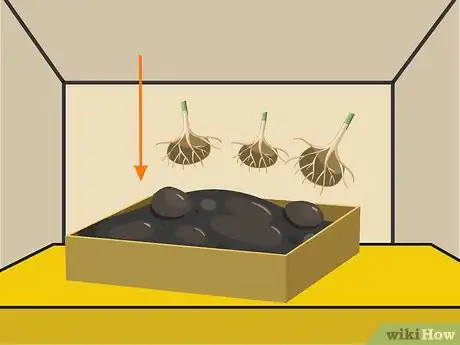 Image titled Grow Stargazer Lilies Step 01