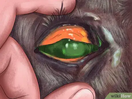 Image titled Spot Ulcer Symptoms in Horses Step 11