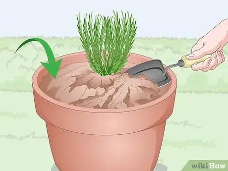 Image titled Plant Lavender in Pots Step 7