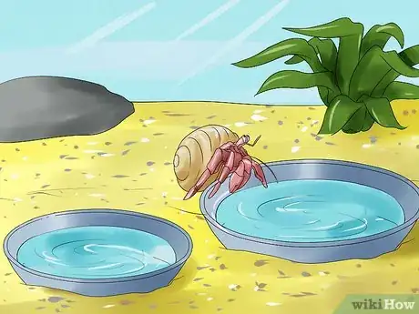 Image titled Care for Hermit Crabs Step 9