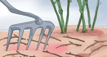 Properly Prune Roses in the Summer