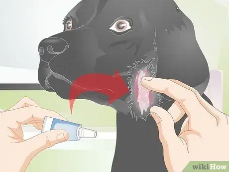 Image titled Treat Canine Allergies Step 8