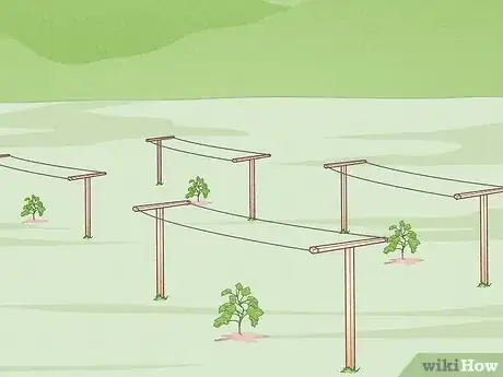 Image titled Grow Scuppernongs Step 9