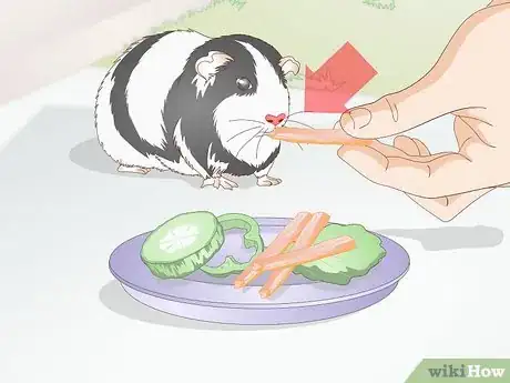 Image titled Feed a Guinea Pig a Well Balanced Meal Step 5