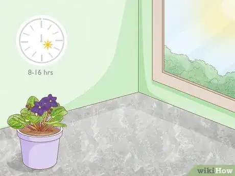Image titled What Kind of Sunlight Is Best for African Violets Step 2