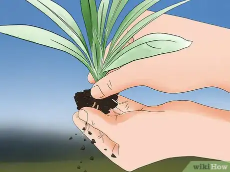 Image titled Grow Echium Step 12