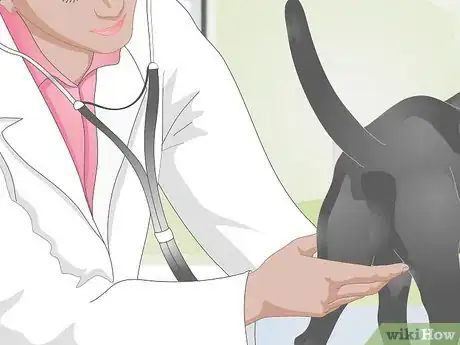 Image titled Buy Dog Diapers Step 2