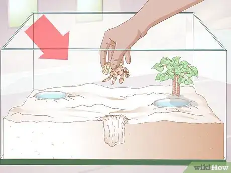 Image titled Buy a Pet Hermit Crab Step 2