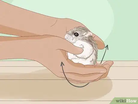 Image titled Carry a Hamster Step 7