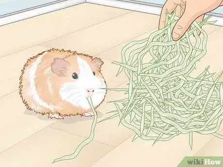 Image titled Prevent Your Guinea Pig from Becoming Sick Step 2
