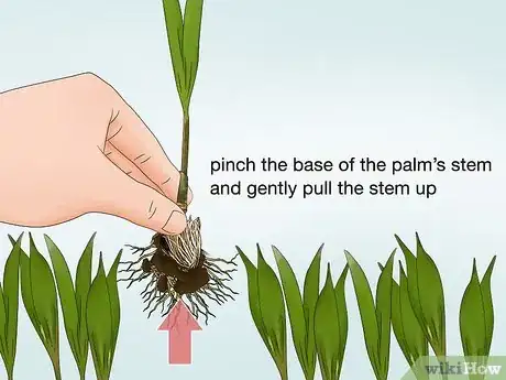 Image titled Plant an Areca Palm Step 8