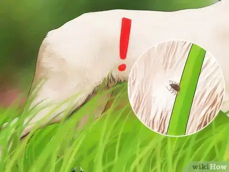 Image titled Identify Canine Tick Problems Step 10