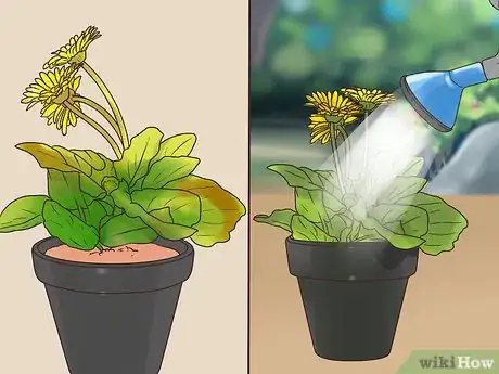 Image titled Buy Potted Flowers Step 12