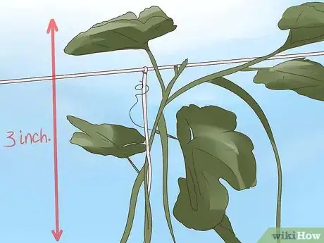 Image titled Prune Grape Vines Step 24