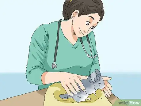 Image titled Prevent and Treat Overgrown Teeth in Chinchillas Step 4