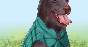 Be Prepared for Walking Your Dog