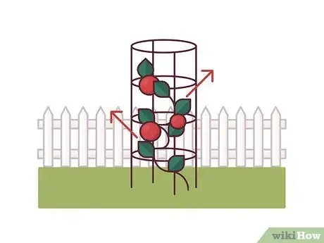 Image titled Stake Tomato Plants Step 13