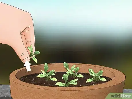 Image titled Grow Herbs in Pots Step 6