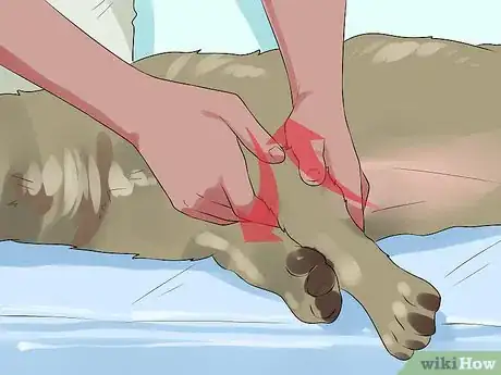 Image titled Greatly Improve the Life of a Dog with Arthritis Step 13