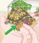 Care for an Eastern Box Turtle