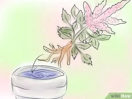Image titled Grow Astilbe Step 3