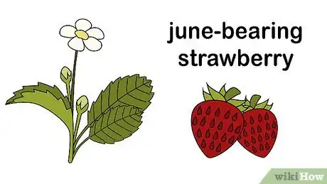 Image titled Buy a Strawberry Plant Step 1
