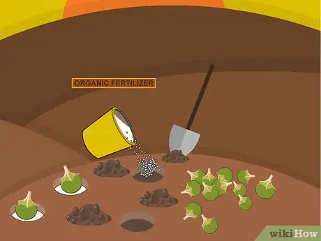 Image titled Plant Narcissus Bulbs Step 08