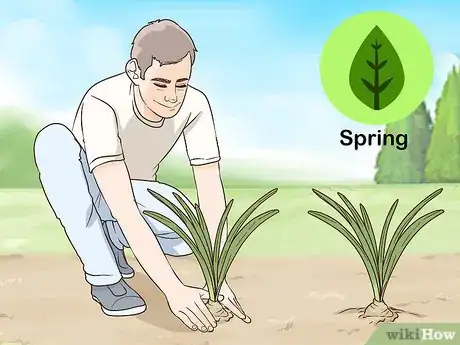 Image titled Plant Amaryllis Step 2