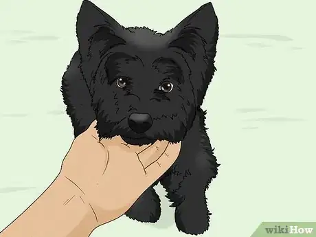 Image titled Identify a Cairn Terrier Step 15