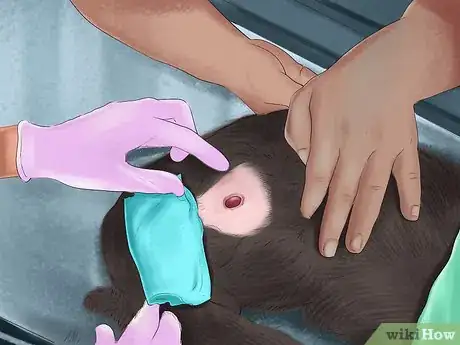 Image titled Apply Topical Medication to a Cat Step 6