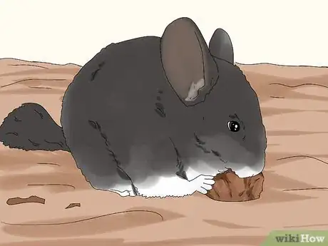 Image titled Prevent and Treat Overgrown Teeth in Chinchillas Step 3