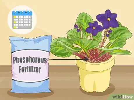 Image titled Get African Violets to Bloom Step 6