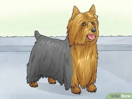 Image titled Identify a Silky Terrier Step 11