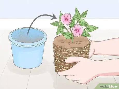 Image titled Grow New Guinea Impatiens Indoors Step 4