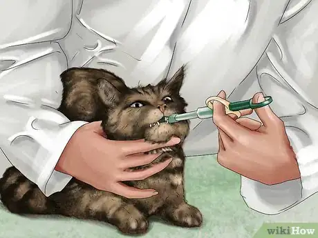 Image titled Give Selective Serotonin Reuptake Inhibitors to a Cat Step 10