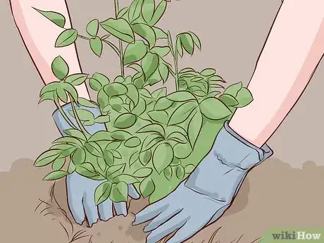 Image titled Buy Rose Bushes Step 4