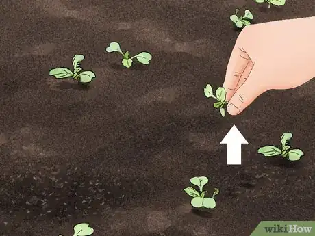 Image titled Grow Endive Step 10