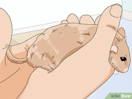 Image titled Buy a Gerbil Step 6